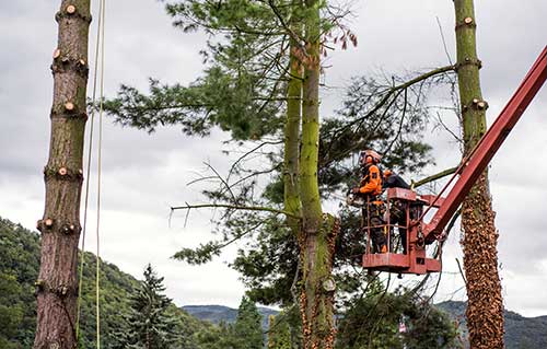 Timber Wolf Tree Services