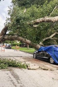 tree damages car, closes down, need tree removal